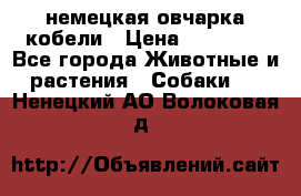 немецкая овчарка кобели › Цена ­ 25 000 - Все города Животные и растения » Собаки   . Ненецкий АО,Волоковая д.